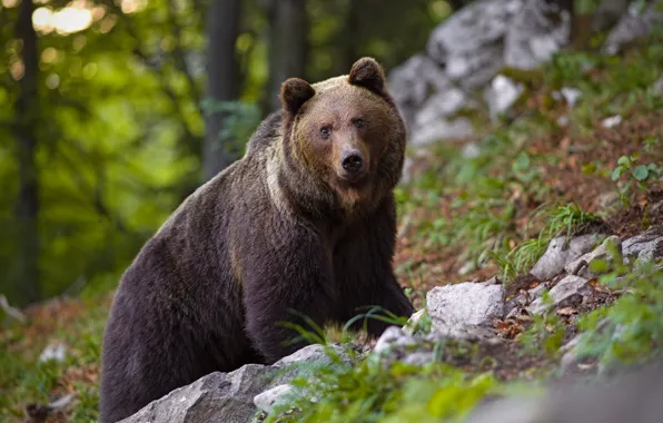 Forest, nature, stones, slope, bear, brown