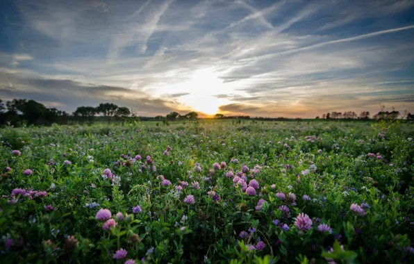 Picture field, grass, clover, dawn