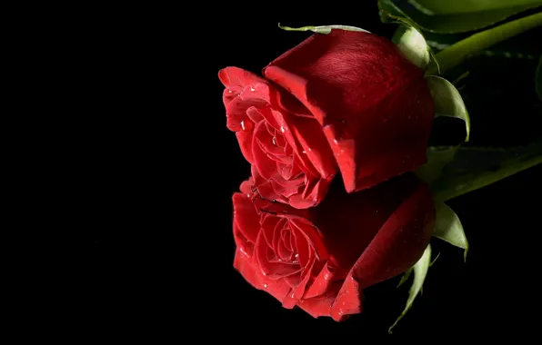 Red, reflection, rose, Bud