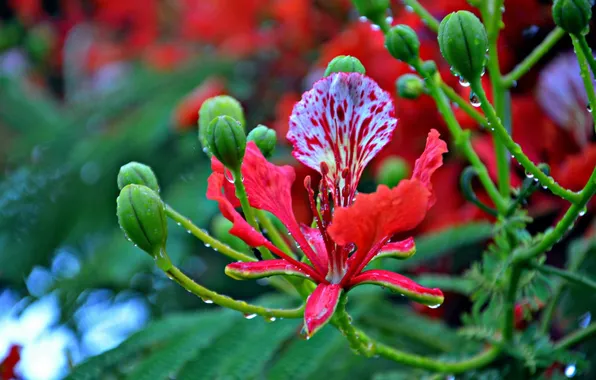 Greens, summer, leaves, drops, macro, flowers, spring, red