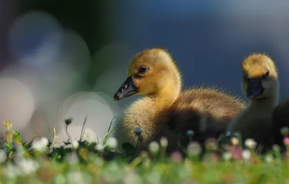 Light, birds, nature, background, glade, flowers, a couple, ducklings