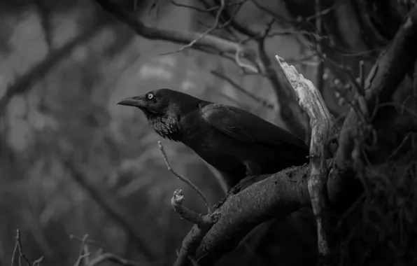 Branches, bird, white, Raven, black