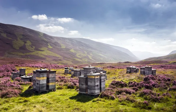 Picture nature, Scotland, United Kingdom, beehive, apiary, Auchallater