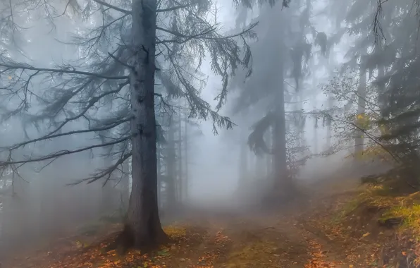 Picture Autumn, Fog, Forest, Leaves, Twigs