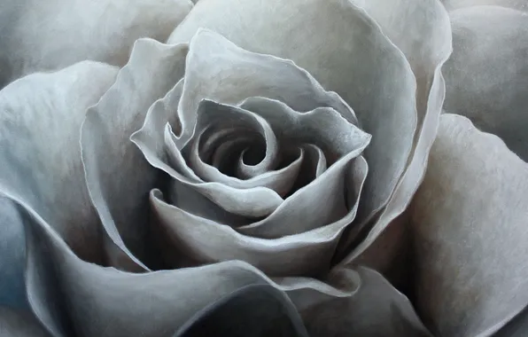 Oil, painting, canvas, art, white rose, Jonas Brodin