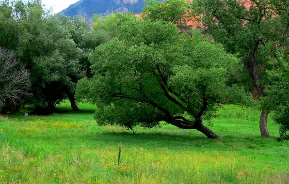 Grass, trees, mountains, USA, Colorado Springs, Red Rock Canyon