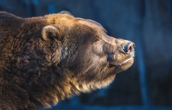 Shadow, profile, sunlight, Гризли (Bear bears awesome)