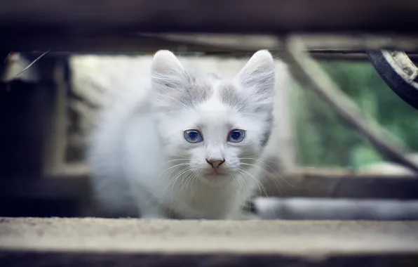 Cat, look, background