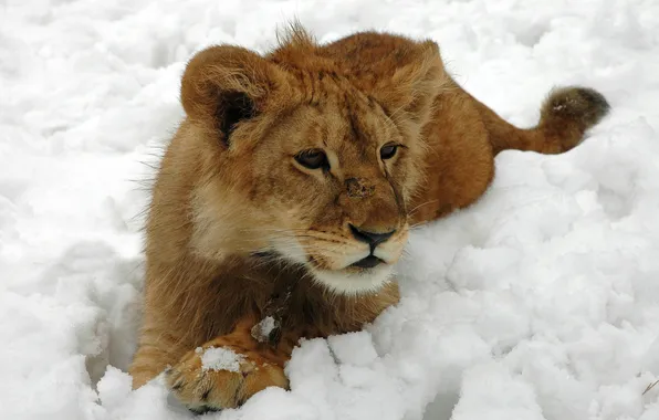 Picture winter, cat, snow, Leo, wool, lion