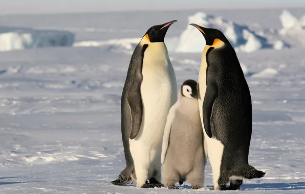 Cold, ice, snow, family, Penguins