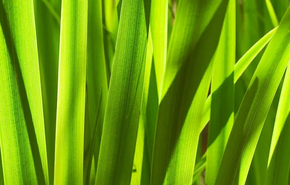 Stem, meadow, green grass