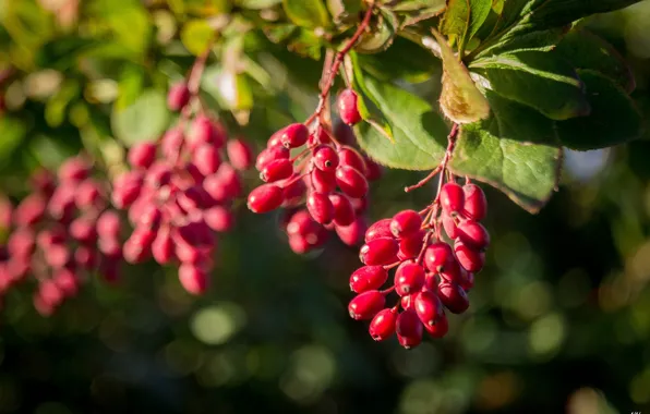 Nature, berries, branch, barberry