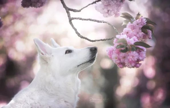 Picture face, cherry, glare, dog, branch, spring, Sakura, flowering