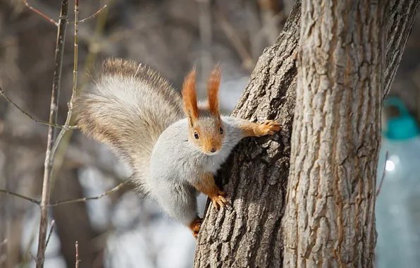 Forest, protein, for squirrel hunting, photographer Alexander butchers