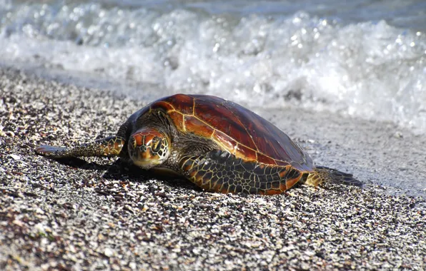 STONES, SEA, TURTLE, FINS, COAST, SHORE, PEBBLES