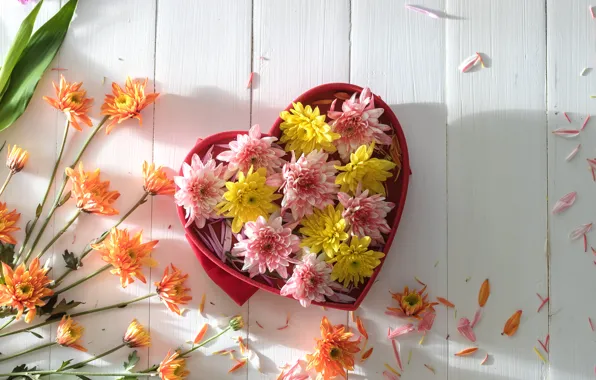 Flowers, colorful, chrysanthemum, heart, flowers, romantic
