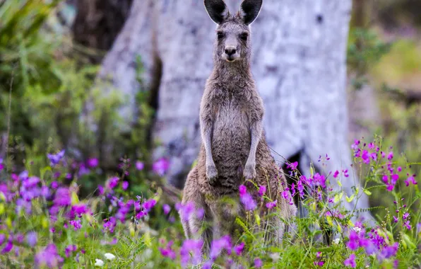 Summer, look, flowers, tree, glade, kangaroo, stand