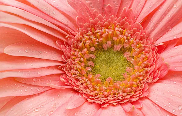 Picture macro, texture, petals, gerbera