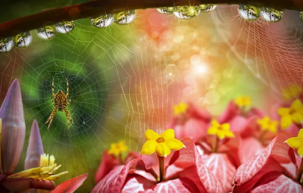 Drops, flowers, web, spider