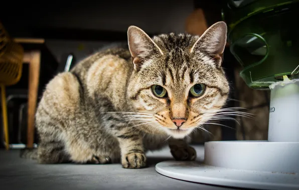 Cat, cat, look, pose, house, the dark background, grey, floor