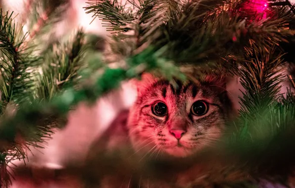 Picture tree, cat, look, portrait, light, face, bokeh, needles