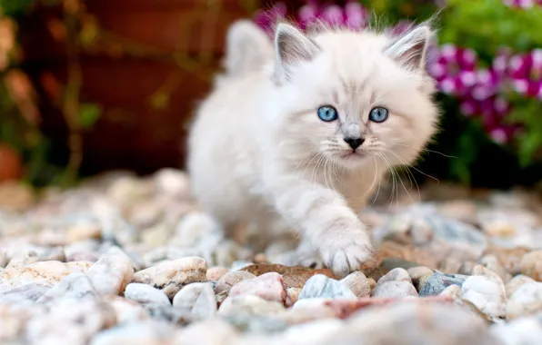 Cat, look, flowers, pebbles, stones, kitty, background, garden
