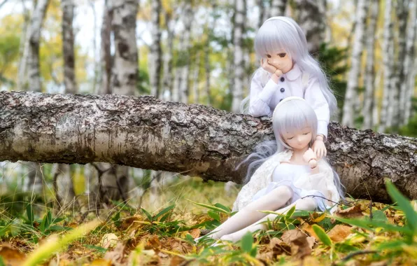 Picture forest, doll, birch