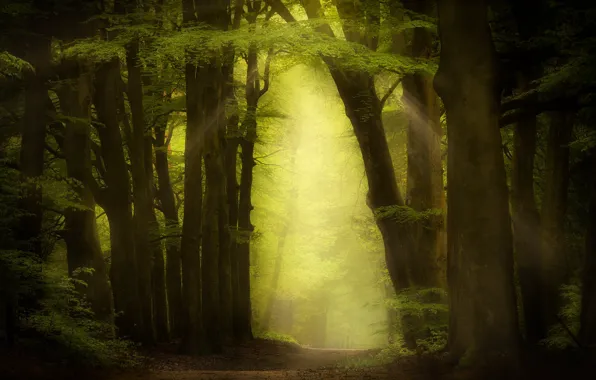 Picture greens, forest, summer, leaves, rays, trees, branches, fog