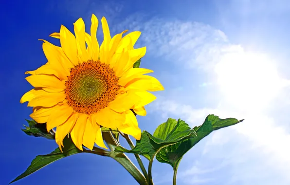 Picture the sky, the sun, clouds, yellow, blue, sunflower, closeup