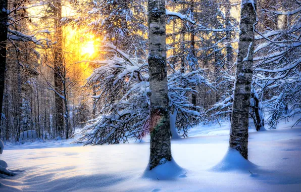 Picture winter, forest, the sun, snow, nature