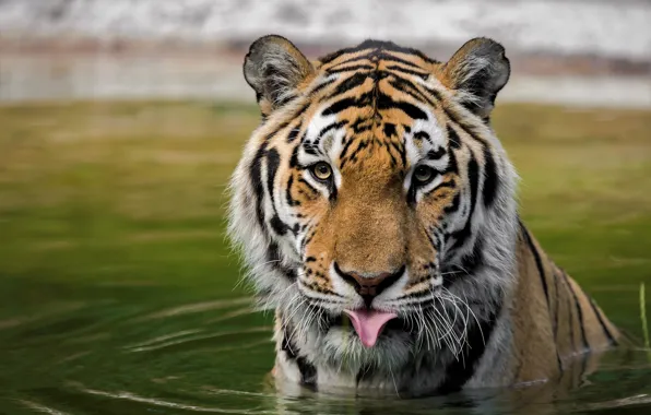 Picture language, look, face, water, tiger, portrait, bathing, pond