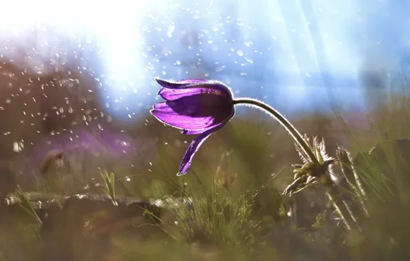 Picture light, flowers, glade, spring, lilac, bokeh, cross
