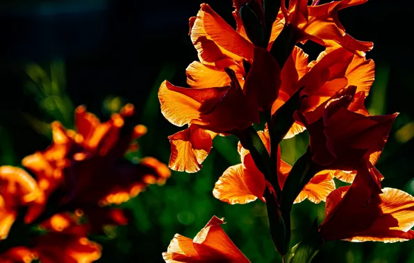 Light, flowers, the dark background, garden, red, gladiolus