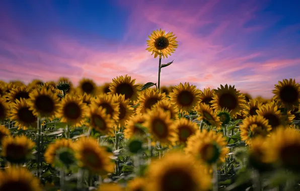 Field, summer, clouds, sunflowers, sunset, flowers, sunflower, the evening