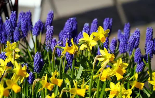 Light, flowers, spring, yellow, garden, purple, flowerbed, lilac