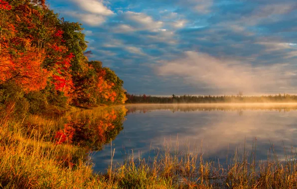 Picture autumn, trees, fog, lake, morning