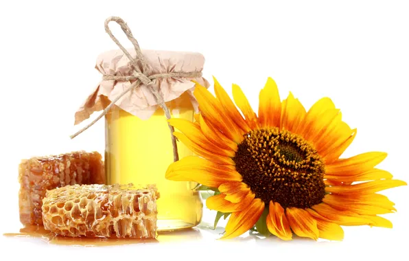 Sunflower, cell, honey, Bank, white background
