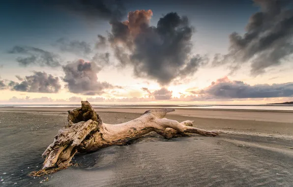 Picture sand, beach, sunset, tree, shore, Waikato