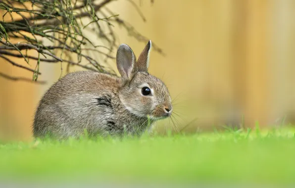 Greens, grass, hare, spring, baby, hare