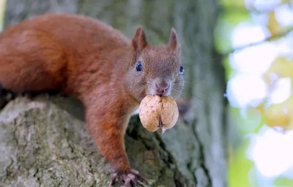 Blur, walnut, protein, the trunk of the tree