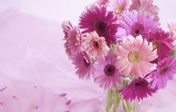 Picture background, pink, Flowers, gerbera