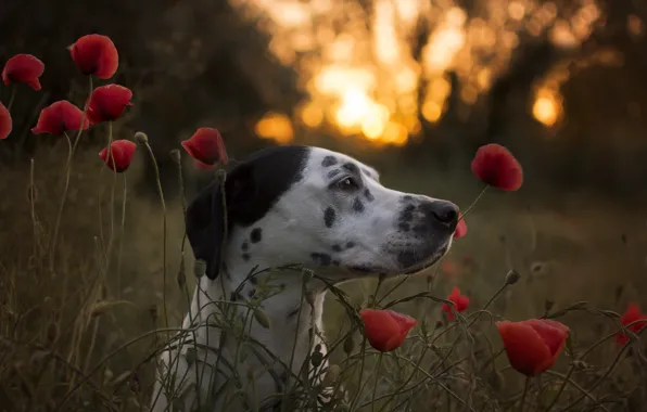 Face, flowers, Maki, dog, Dalmatian