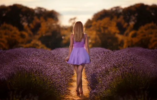 Field, girl, dress, lavender