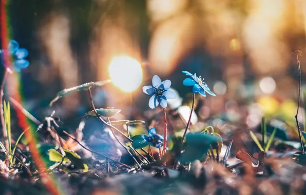 Picture flowers, spring, violet