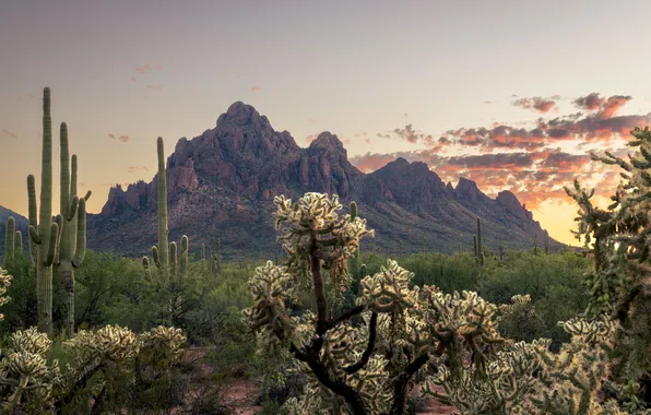 Mountains, tops, plants, cacti