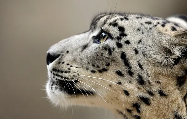 Look, face, close-up, background, portrait, profile, IRBIS, snow leopard