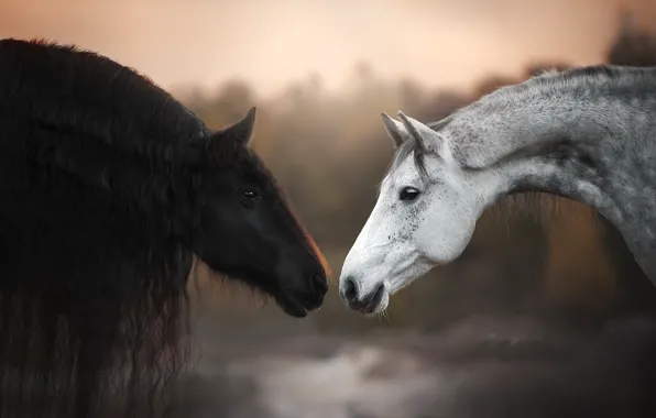 Nature, background, horse