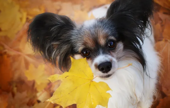 Picture autumn, look, sheet, dog, ears, face, Papillon, The continental toy Spaniel