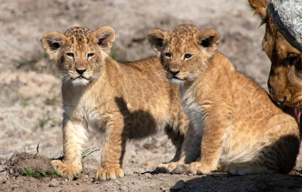 Light, cats, nature, background, kittens, kids, the cubs, a couple