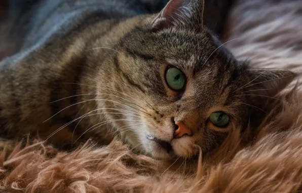 Cat, look, muzzle, cat